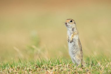 Ayakta duran Anadolu Souslik-Zemin Sincabı (Spermophilus xanthoprymnus).