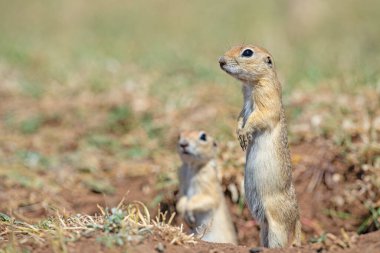 Yuvadan dışarı bakan Anadolu Souslik-Zemin Sincabı (Spermophilus xanthoprymnus).