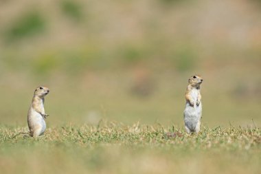 Ayakta duran Anadolu Souslik-Zemin Sincabı (Spermophilus xanthoprymnus).