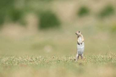 Ayakta duran Anadolu Souslik-Zemin Sincabı (Spermophilus xanthoprymnus).