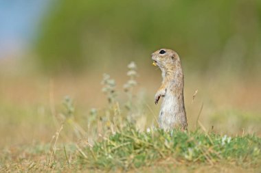 Ayakta duran Anadolu Souslik-Zemin Sincabı (Spermophilus xanthoprymnus).