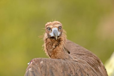 Sarı doğal arkaplanda Cinereous Vulture (Aegypius monachus) portresi.