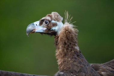 Yeşil arka planda Cinereous Vulture (Aegypius monachus) portresi.