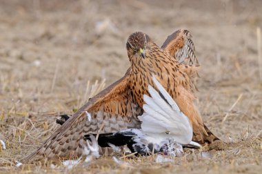 Doğadan vahşi yaşam sahnesi. Sarı bitki örtüsünde Şahin. Goshawk, Accipiter Gentilis, avladığı yerel güvercinlerle besleniyor. Yırtıcı kuş, habitatında kuş yakalar..