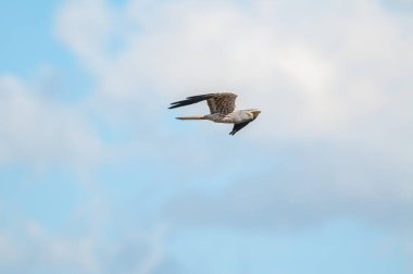 Montagu 'nun taşıyıcısı (Circus pygargus) erkek