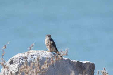 Bir kayanın üzerinde oturan Merlin 'in profil fotoğrafı..