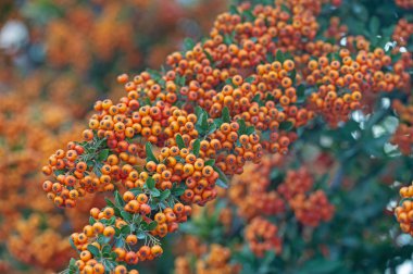 Yeşil yapraklı portakal meyveli Pyracantha Firethorn.