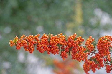 Yeşil yapraklı portakal meyveli Pyracantha Firethorn.