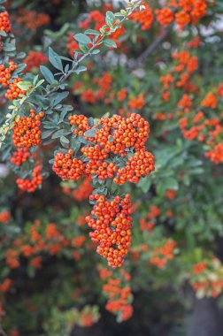 Yeşil yapraklı portakal meyveli Pyracantha Firethorn.