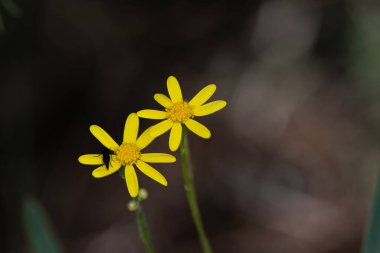 Ormanda Senecio vernalis yaz çiçekleri, Türkiye.