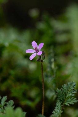 Yumuşak ya da mallow yapraklı leyleğin gagası Latince adı erodium malacoides 'e çok yakındır..