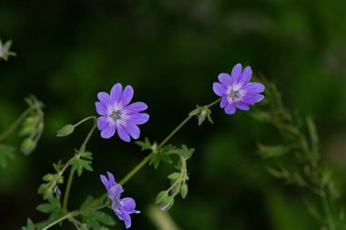 Sardunya Collinum çiçeği yaklaş.