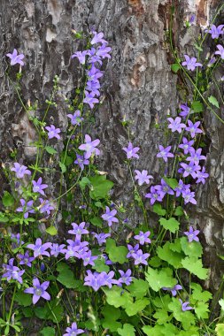Campanula cymbalaria ve Aubrieta 'nın güzel mavi çiçekleri bir çiçek tarhında.
