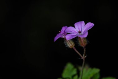 Siyah arkaplanda sardunya çiçeğinin makro fotoğrafı.