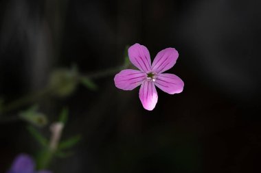 Türkiye 'de Silene Pendula Çiçek Açtı.