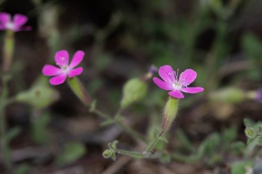 Türkiye 'de Silene Cryptoneura tamamen çiçek açtı.