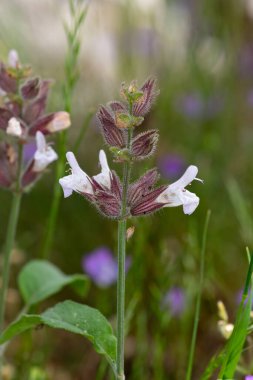 Yakın plan Salvia Tomentosa, yaz bahçesinde bulanık arka plan.