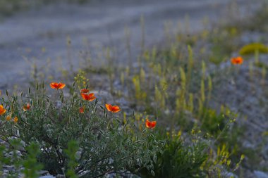 Türkiye 'de kırmızı renkli glaucium gelincik çiçekleri