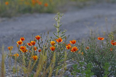 Türkiye 'de kırmızı renkli glaucium gelincik çiçekleri