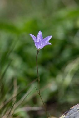 Campanula cymbalaria ve Aubrieta 'nın güzel mavi çiçekleri bir çiçek tarhında.