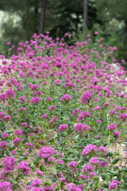 Silene compacta, Caryophyllaceae. Yazın vahşi bitki vuruşu, Atocion compactum