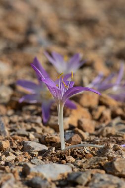 Güneşli bir günde güzel bir sonbahar krokusu (Colchicum Autumnale). Yakın plan..