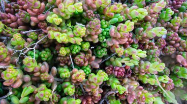 Stonecrop ya da Sedum rock veya Sedum rupestre, Crassulaceae familyasından Sedum cinsinden sulu bir bitki türüdür..