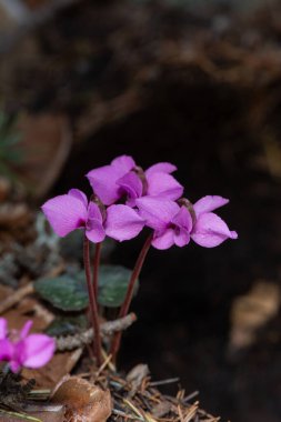 Baraj gölündeki balık kafeslerinin havadan görünüşü. Golhisar, Burdur, Türkiye.