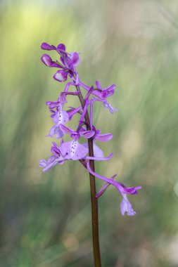 Türkiye 'de Orchis Anadolu çiçekleri kapanıyor.