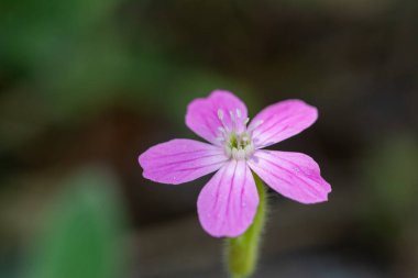 Türkiye 'de Silene Pendula tamamen çiçek açtı. Doğada pembe renkli çiçek.