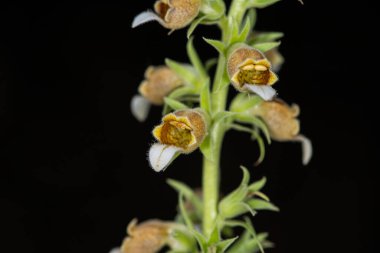 Digitalis lanata 'nın yakın plan doğal arka plandaki yüksükotu bitkisinin..