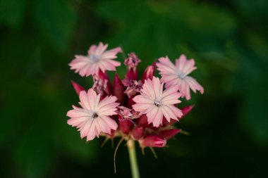 Dianthus Carthusianorum, Kartaca Pembesi - Güzel çiçek açan karanfil çiçekleri
