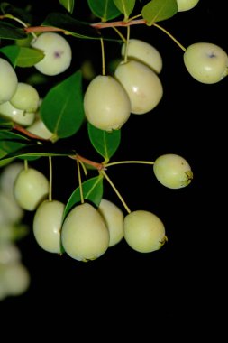 Meyveli Myrtus komünü, yaygın mersin, türler tanıtıldı, doğal makro çiçekli arka plan.