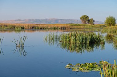 Sulak arazide Reed bitkileri ve sudaki yansımaları.