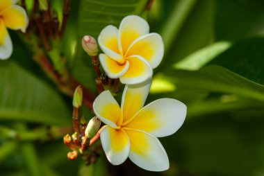 Plumeria (ortak ad Frangipani) familyasından bir çiçekli bitkiler dogbane ailesinde, Apocynaceae.
