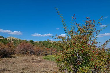 Sonbaharda ormanda olgunlaşmış kırmızı gül kalçası dalları. Mavi gökyüzü arkaplanı.