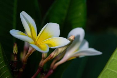 Baraj gölündeki balık kafeslerinin havadan görünüşü. Golhisar, Burdur, Türkiye.
