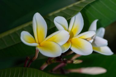 Baraj gölündeki balık kafeslerinin havadan görünüşü. Golhisar, Burdur, Türkiye.
