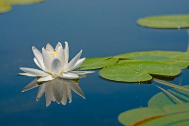Gölette yeşil yaprakları olan güzel beyaz nilüfer çiçeği..
