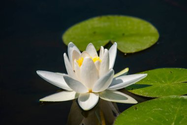 Gölette yeşil yaprakları olan güzel beyaz nilüfer çiçeği..