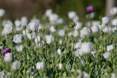 Burdur 'daki beyaz gelincik tarlası. Beyaz çiçek tarlası.