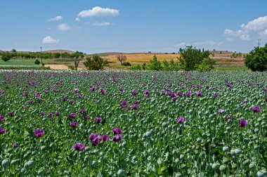 Bir tarlada mor gelincik çiçekleri (Papaver somniferum). Haşhaş, tarım mahsulü. Mavi bulutlu gökyüzü arkaplanı.