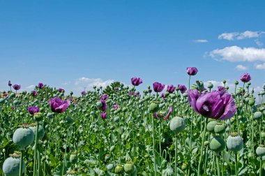 Bir tarlada mor gelincik çiçekleri (Papaver somniferum). Haşhaş, tarım mahsulü. Mavi bulutlu gökyüzü arkaplanı.