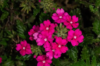 Inflorescence of red verbena flowers, view from the top. Red flowers close-up. clipart