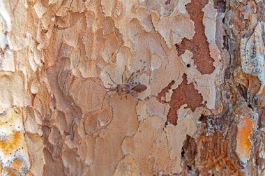 Kahverengi bir çam ağacının doğal dokusu doğada ve böcekte kesilir..