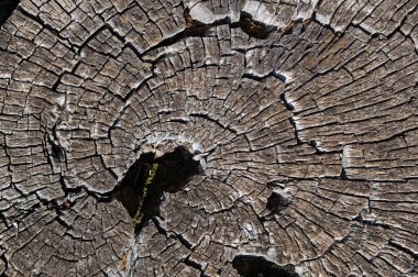 Doğada kesilmiş kahverengi bir çam ağacının doğal dokusu..