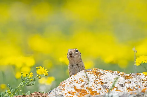 Ground squirrel looking out from behind the lichen rock. Cute funny animal ground squirrel. Yellow natural background.
