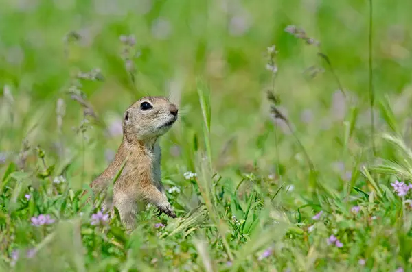 Ground squirrel among purple flowers in spring. Cute funny animal ground squirrel. Green nature background.