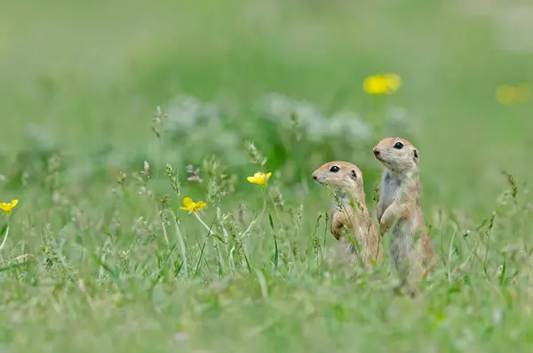 A pair of baby Ground squirrels looking around among yellow flowers. Cute funny animal ground squirrel. Green nature background.