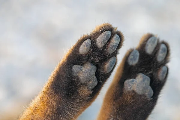 Jungle Cat paws who died in a road accident.